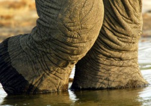 Elephant-legs