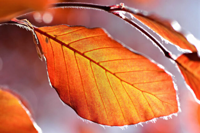 Vinisoare inestetice_Spider veins